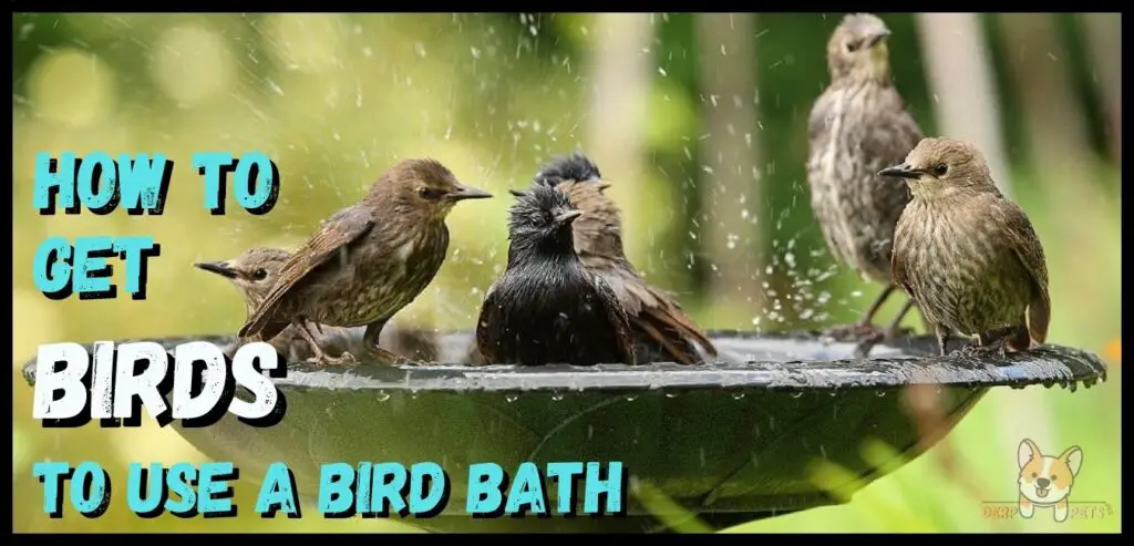 Best Bird Baths attracting birds How to get birds to use a bird bath