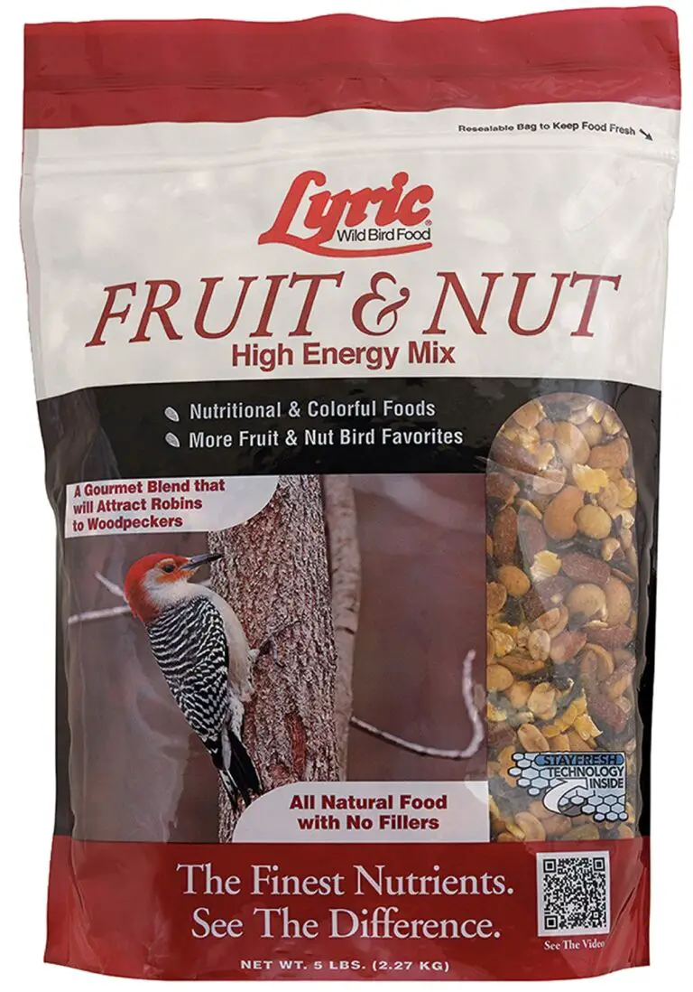 6 Best Food For Wild Birds To Attract Most Bird Species