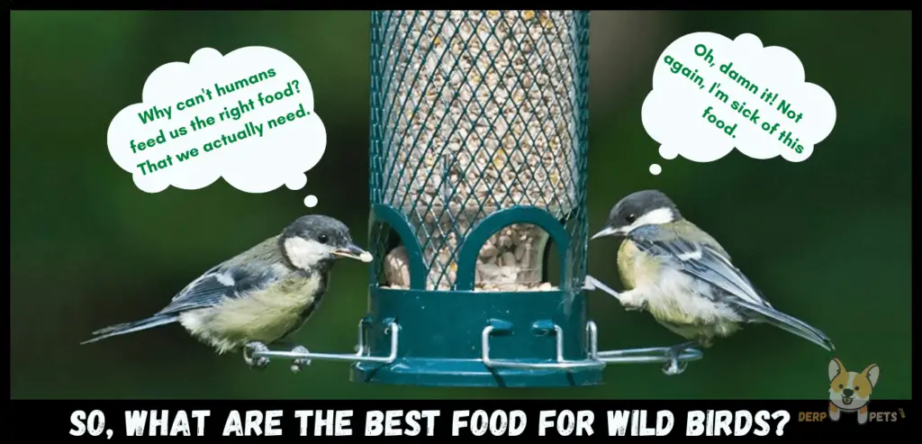 Best food for wild birds