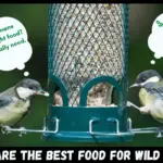 Best food for wild birds