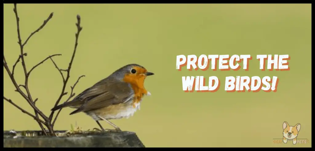 Best food for wild birds how to take care of a wild bird