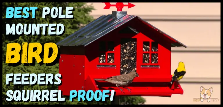 Best pole mounted bird feeders squirrel proof