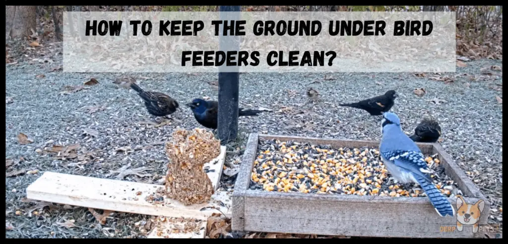 How to keep ground under bird feeders clean Best food for wild birds