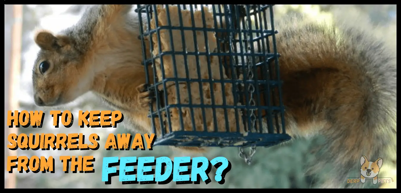 How to make bird suet with Crisco Simple 6 Ingredient Recipe