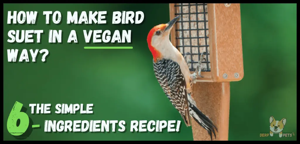 How to make bird suet with Crisco The simple 6-ingredients recipe!-min