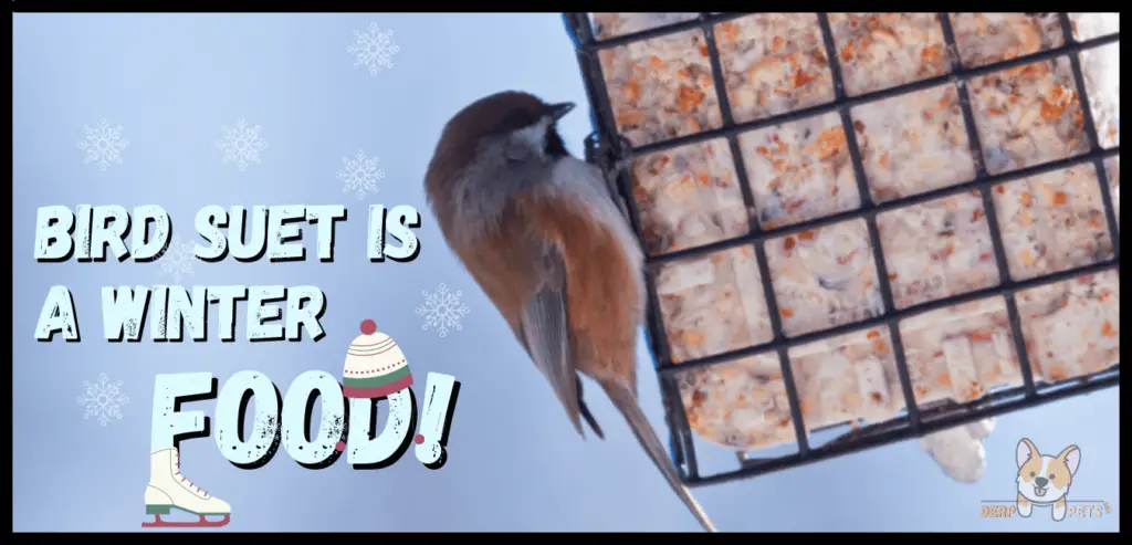 How to make bird suet with Crisco.-min