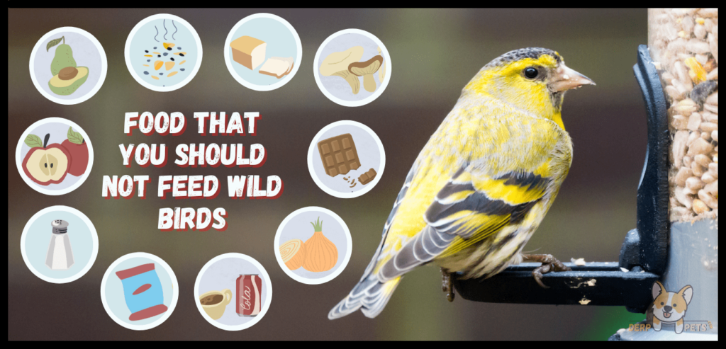 What should you not feed wild birds Best food for wild birds