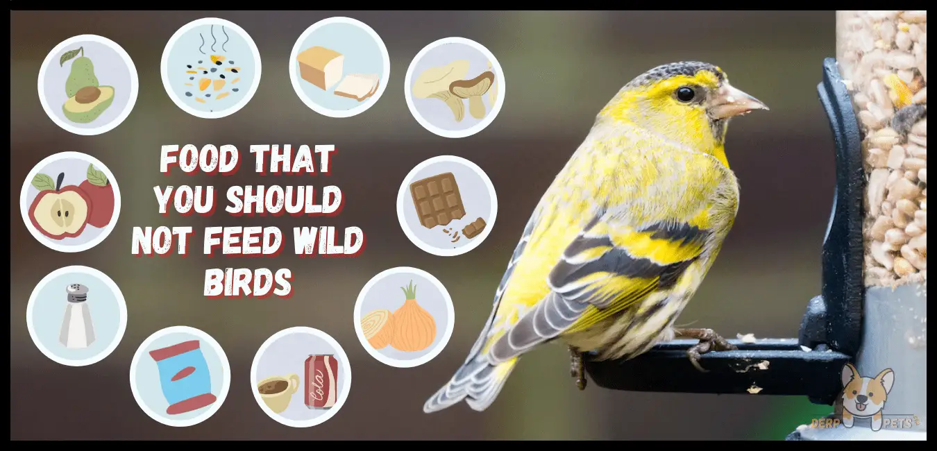 6 Best Food For Wild Birds To Attract Most Bird Species