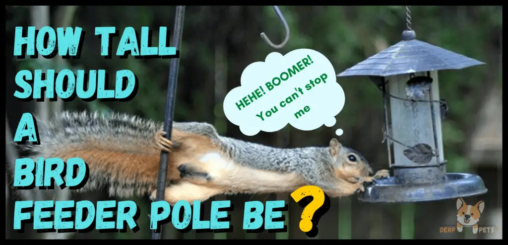 Window bird feeders do they work - Best pole mounted bird feeders squirrel proof .