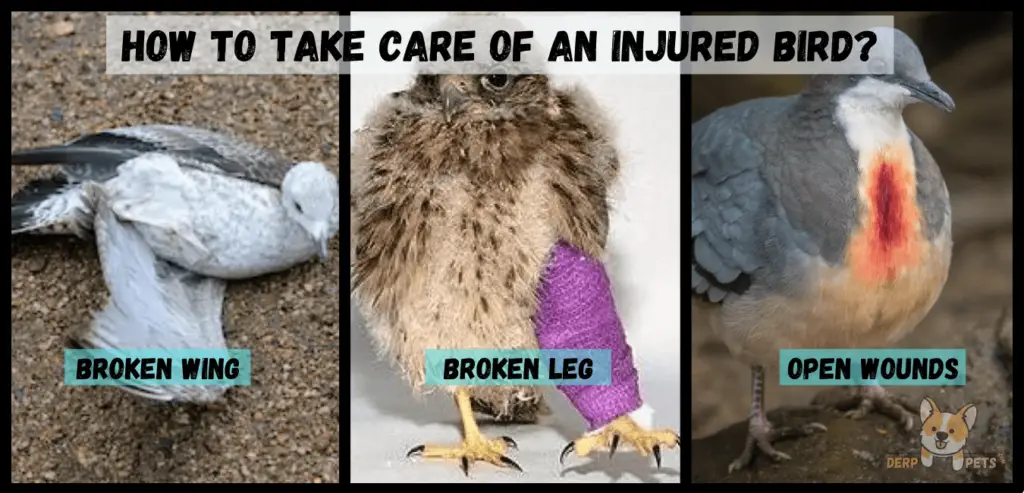 how to take care of a wild bird Injured Bird