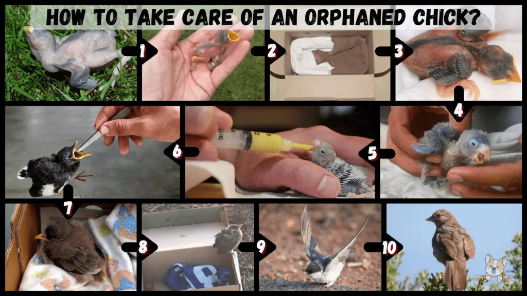 how to take care of a wild bird an Orphaned Chick
