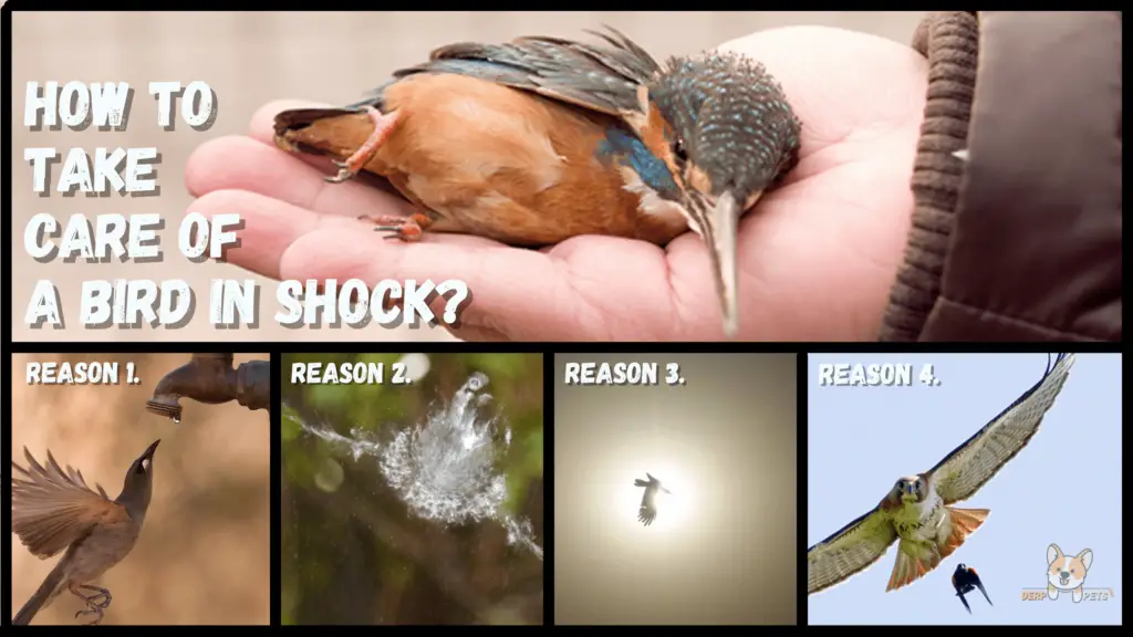 how to take care of a wild bird in shock