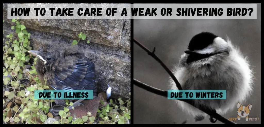 how to take care of a wild bird weak or shivering bird