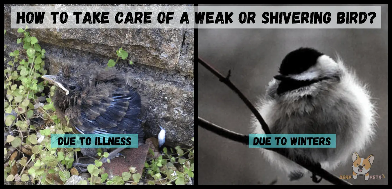 5 Best tips on How to take care of a wild bird in any situation