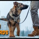 Best leash for german shepherds