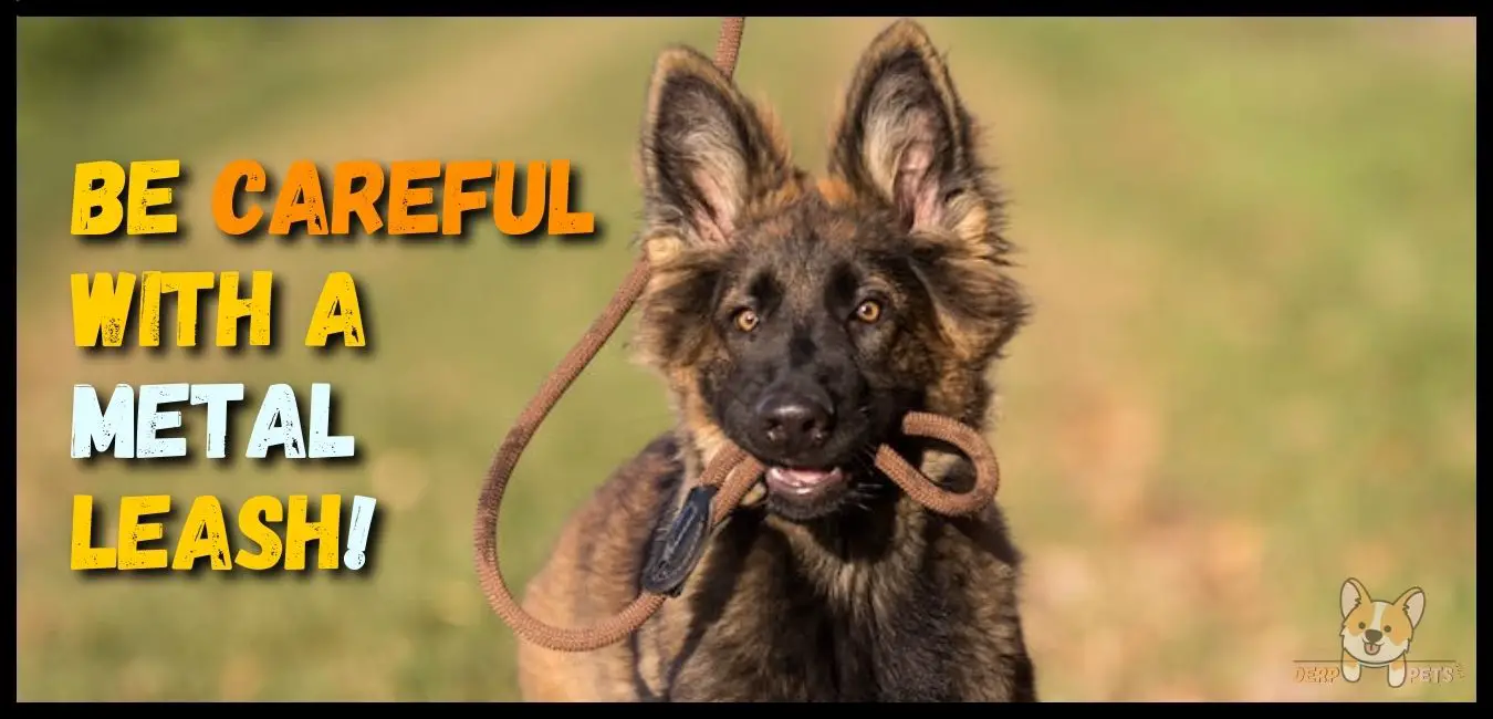 8 Best Leash For German Shepherds (Soft & Durable)