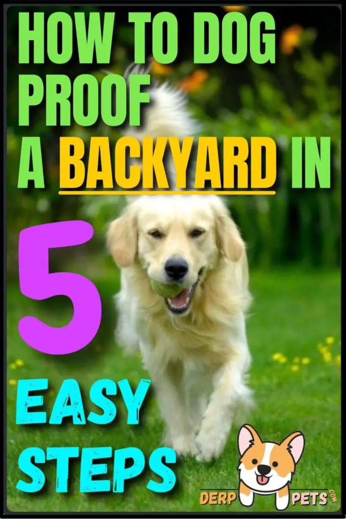 How to dog-proof a Backyard in 5 easy steps