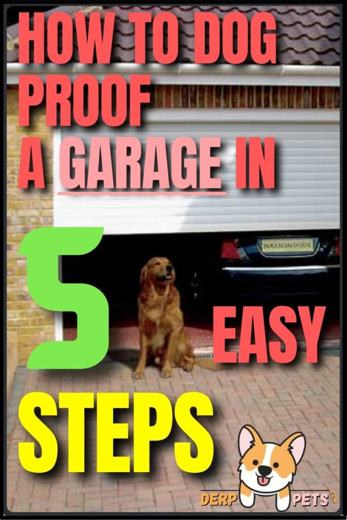 How to dog-proof a Garage in 5 easy steps