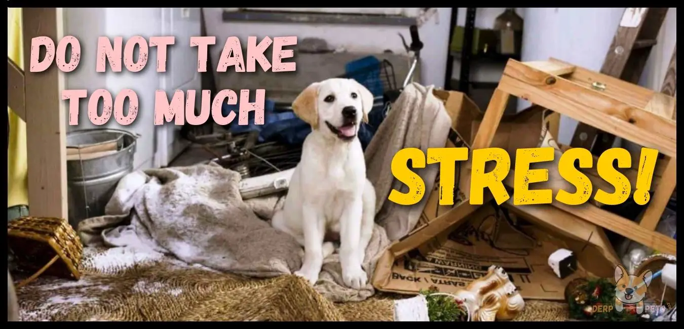 How To Dog Proof A Room In 5 Easy Steps (With Good Tips)