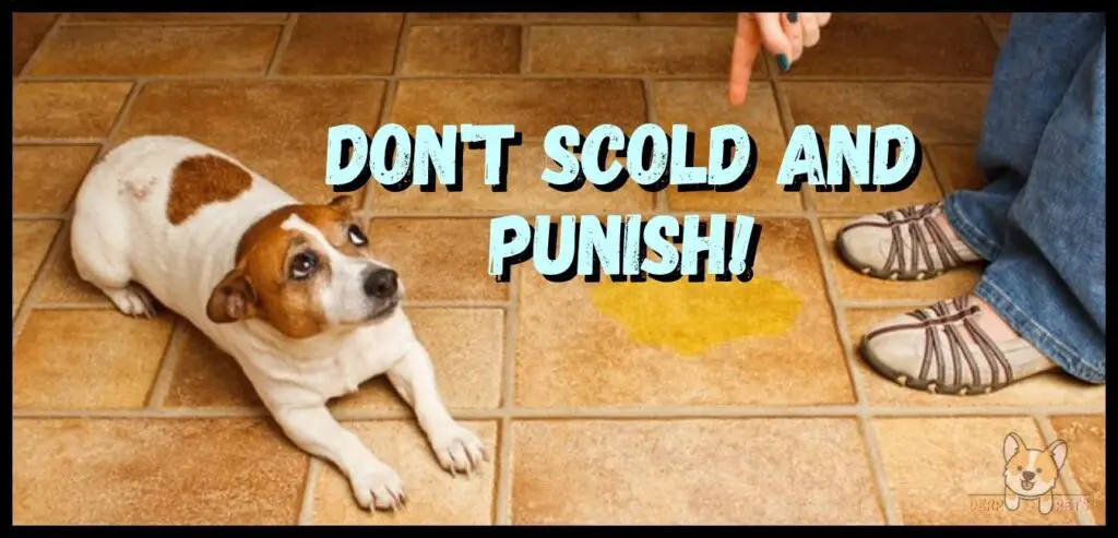 How to potty train an older dog in an apartment