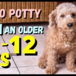 How to potty train an older dog in an apartment