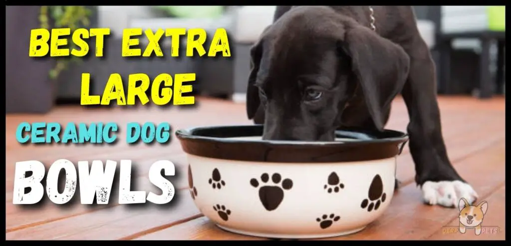 Top 10 Best extra large ceramic dog bowls