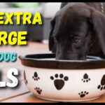 10 Best Extra Large Ceramic Dog Bowls (Unbreakable)