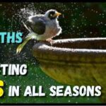 Best Bird Baths attracting birds