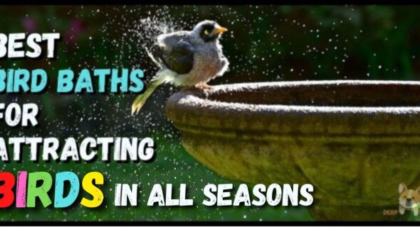 5 Best Bird Baths For Attracting Birds Of All Kind