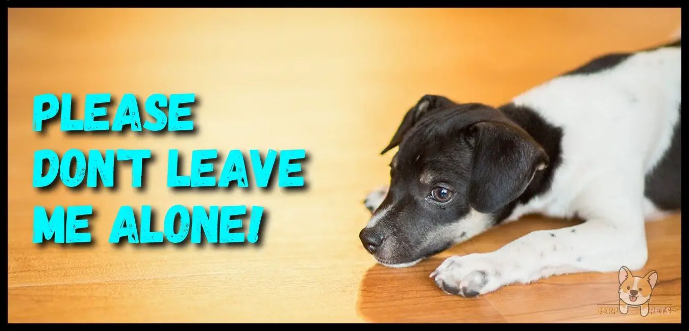 5 Best Toys to Keep Dog Busy While at Work (Expert Choice)