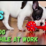 Best toys to keep dog busy while at work