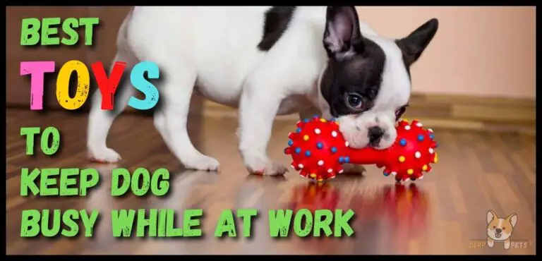 Best toys to keep dog busy while at work