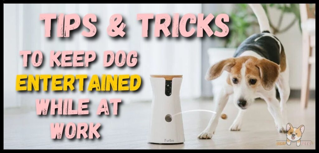 Best toys to keep dog busy while at work tips and tricks