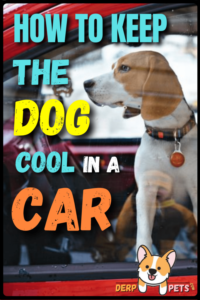 how to keep the dog cool in a car