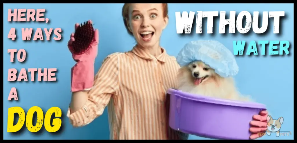 How to give a dog a bath without water