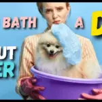 How to give a dog a bath without water