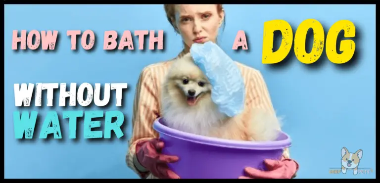 How to give a dog a bath without water
