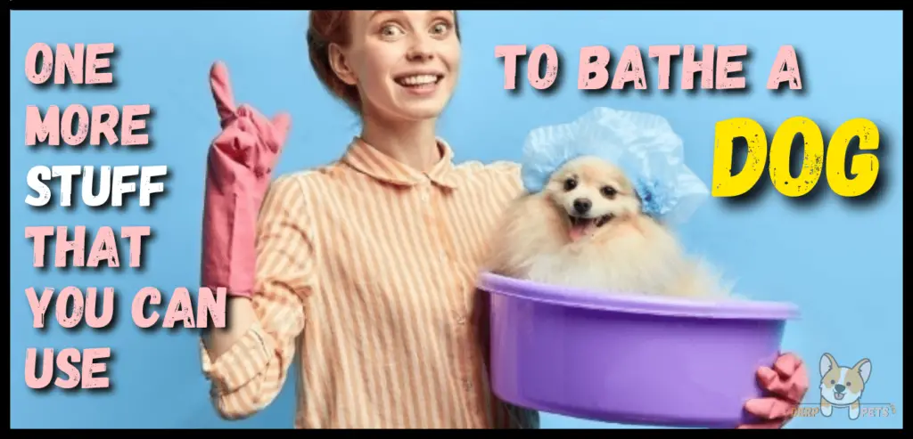 How to give a dog a bath without water