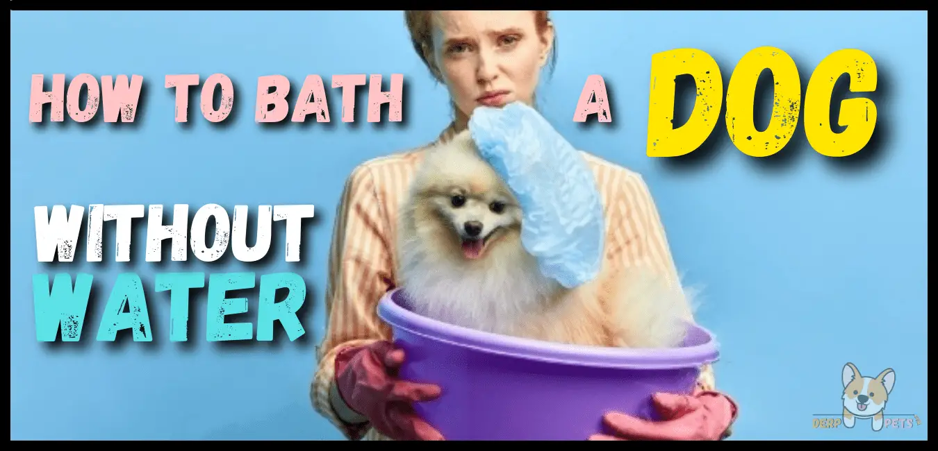 How to give a dog a bath without water