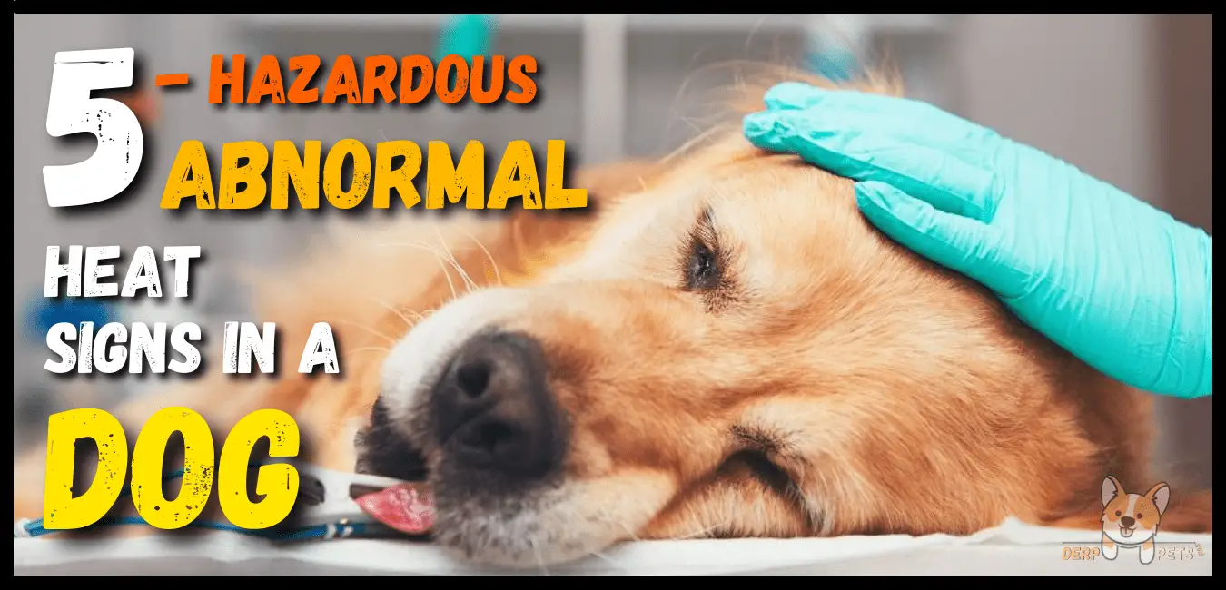 How To Keep A Dog Cool Inside The House (Expert Tips)