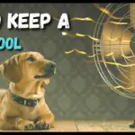 How to keep a dog cool inside the house