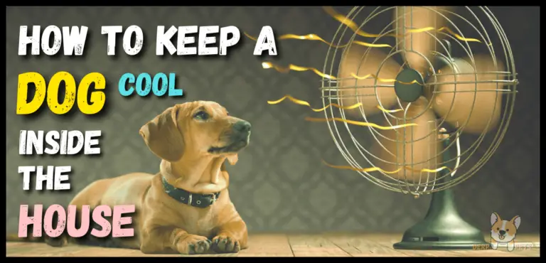 How to keep a dog cool inside the house