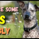 Why Are Some Dogs So Ugly? 11 Facts to Know (Explained)
