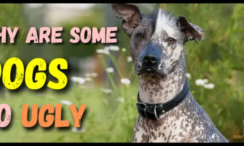 Why Are Some Dogs So Ugly? 11 Facts to Know (Explained)