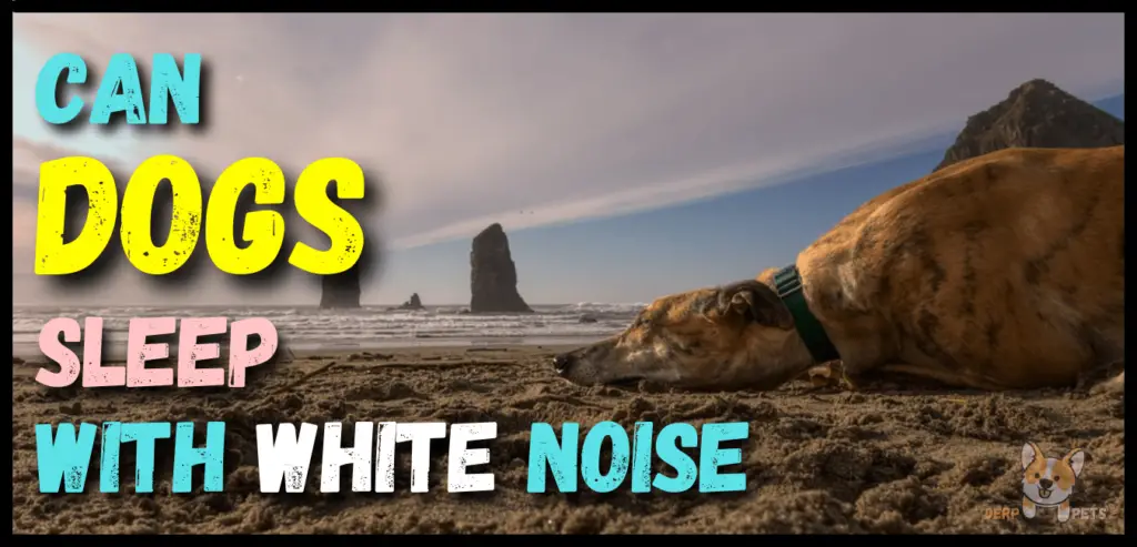 Can Dogs Sleep With White Noise