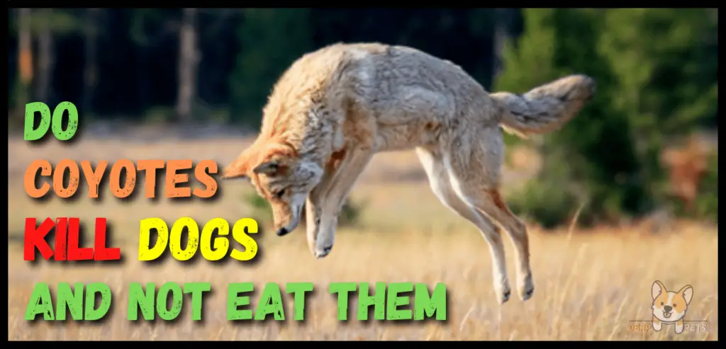 Do Coyotes Kill Dogs And Not Eat Them