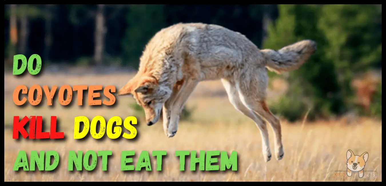 Can A Dog Kill A Coyote? 13 Facts Dog Owners Should Know