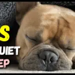 Do Dogs Need Quiet To Sleep