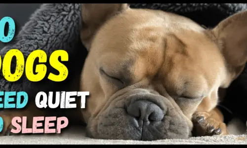 Do Dogs Need Quiet To Sleep? 5 Helpful Facts (Examples)