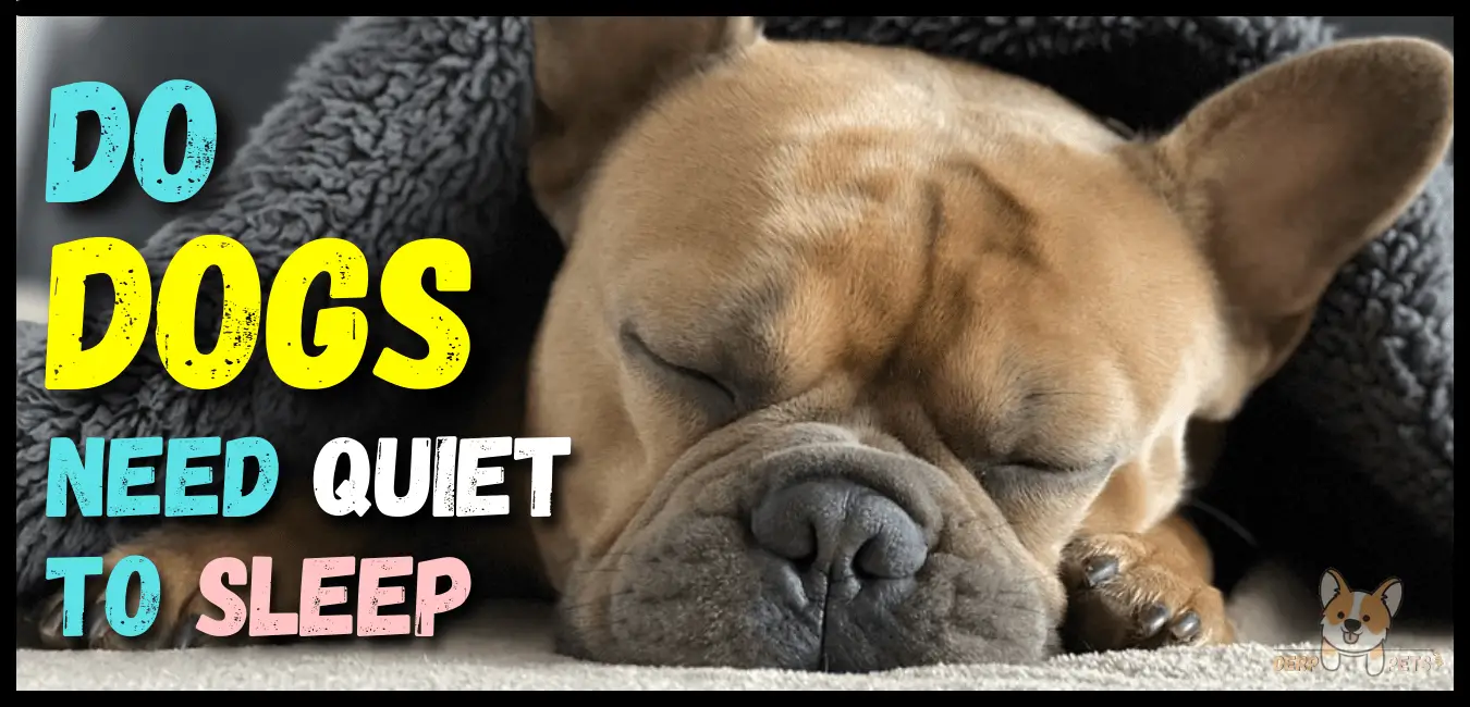 Do Dogs Need Quiet To Sleep